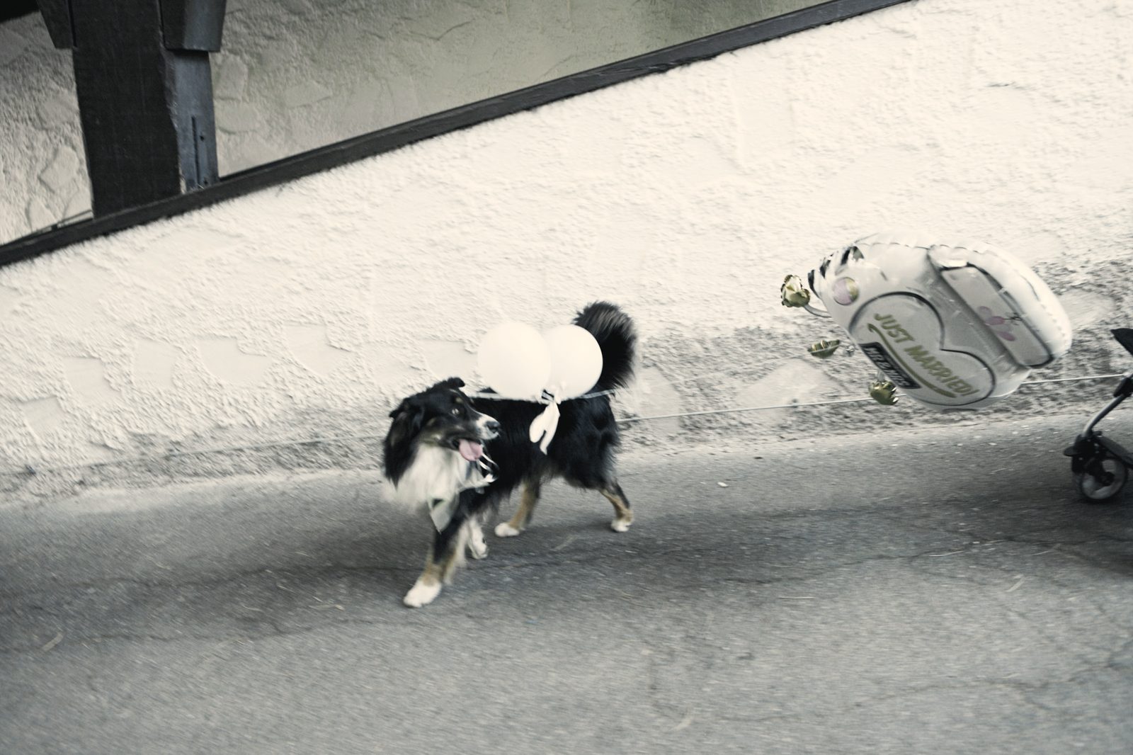 Ein Hund bringt die Ringe über die Strasse